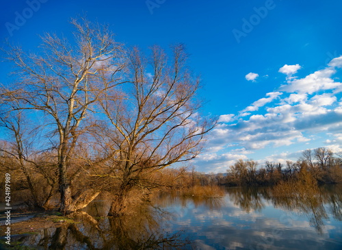 Tree by the water at winter...