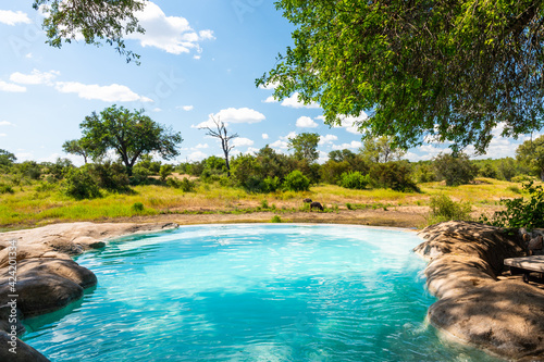 Beautiful pool at Motswari private reserve. Wild animals and relaxing pool