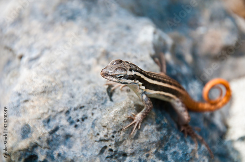 lizard Dominican Republic