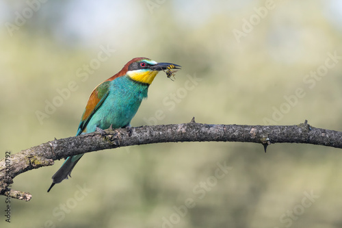 Portrait of European bee eater with wasp in the beak (Merops apiaster)