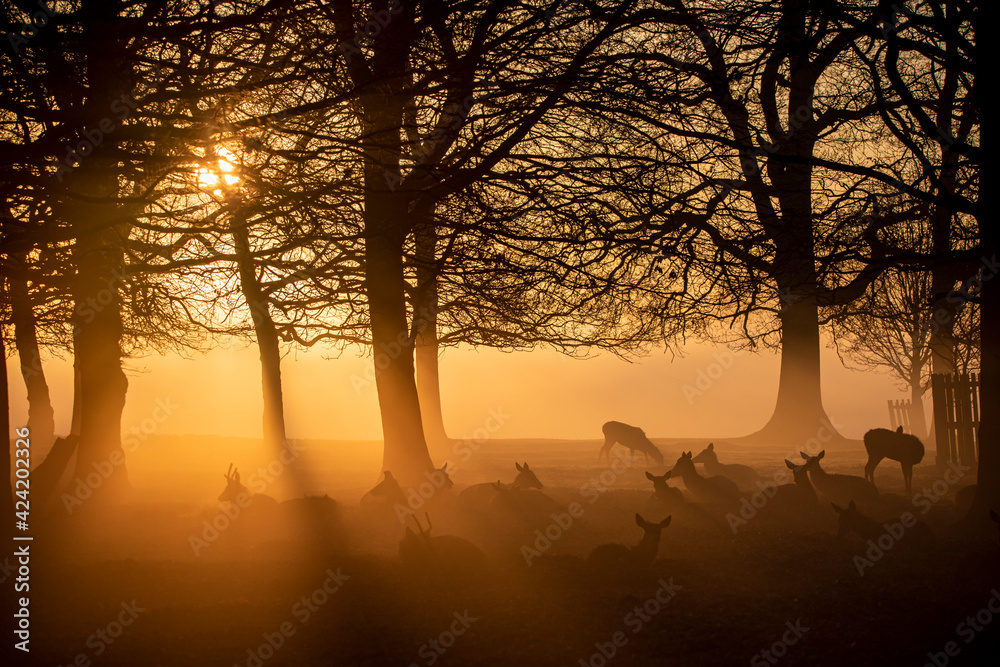 Deer in early morning sunrise mist at Bushy Park, London Deer in early morning sunrise mist at Bushy Park, London