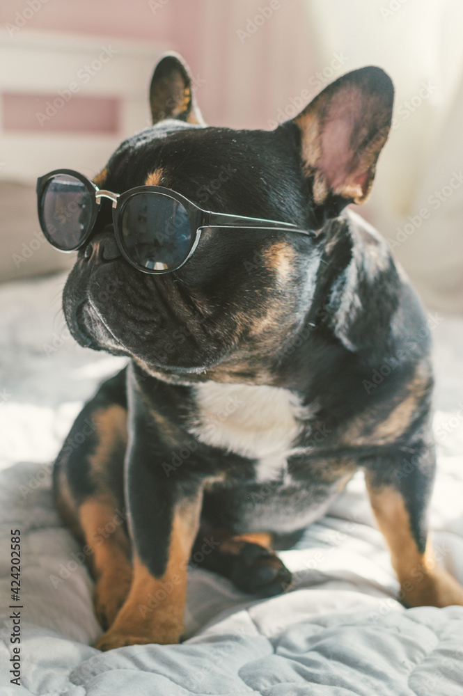 Portrait of a dog of breed French Bulldog in sunglasses. Vertical photo