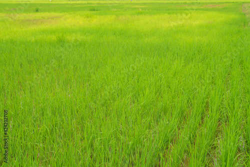 Green rice crop field natural texture background for spring summer agriculture harves relaxation scenery landscape