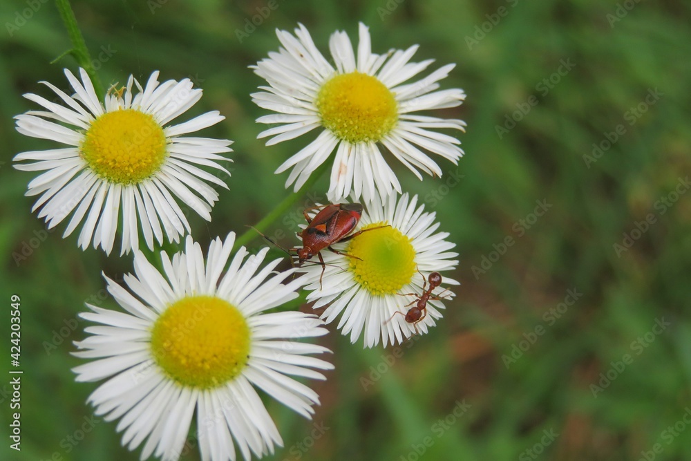 Erigeron flowers in the meadow, closeup
