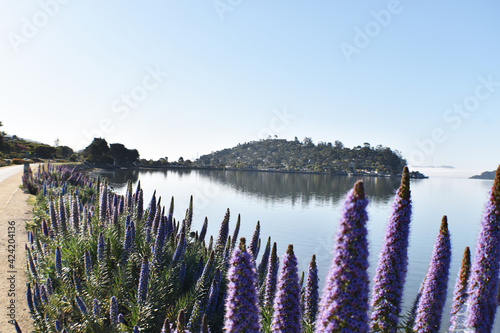 Beautiful Waterfront Trail In Tiburon Marin County Looking Out At Richardson Bay  photo