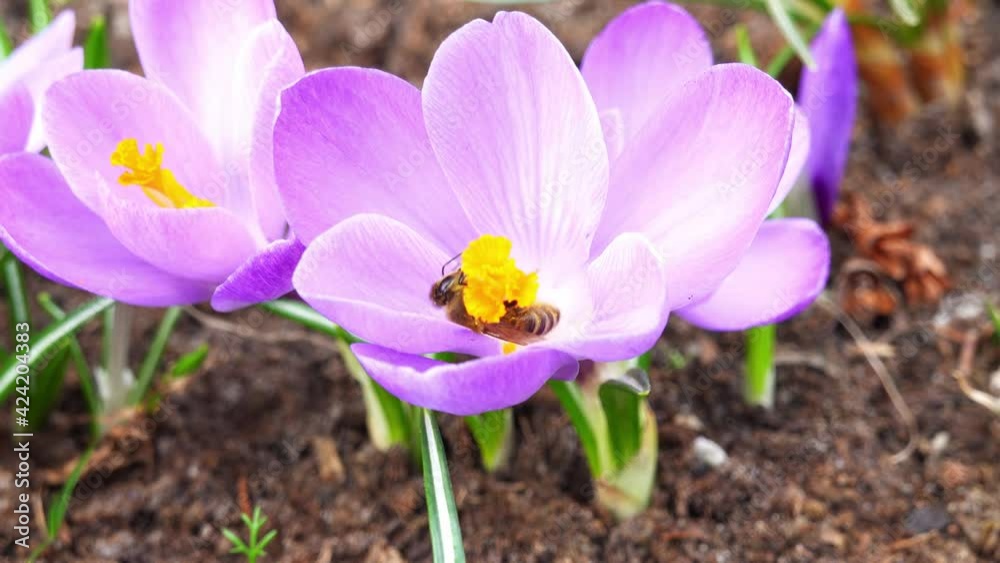 Buzzing Wild Honey Bee Pollinating Garden Flower while Collecting Nectar on Sunny Spring Day Buzzing Wild Honey Bee Pollinating Garden Flower while Collecting Nectar on Sunny Spring Day