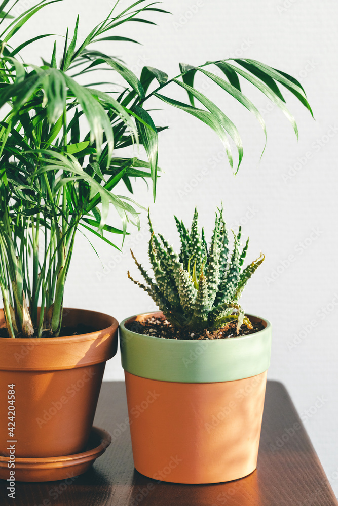 Chamaedorea and Aloe Humilis in clay pots on the table in sunny light. 