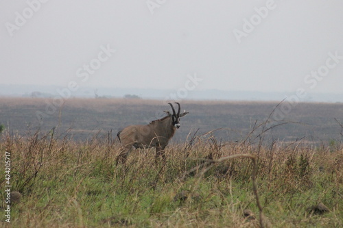 Beautiful African Wildlife 