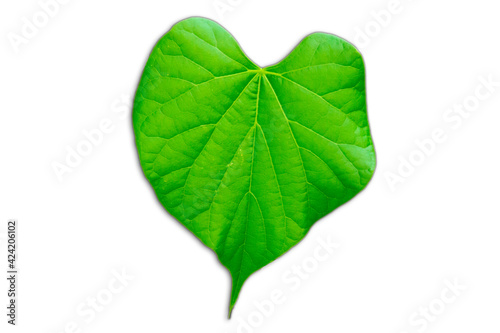 Lonely tropical leaf on a white background with clipping path