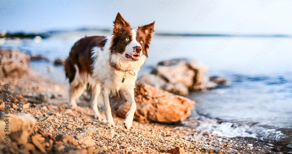 Dog on summer beach, border collie dog portrait close up.