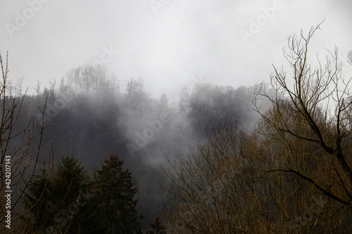 B  ume im Wald im Nebel