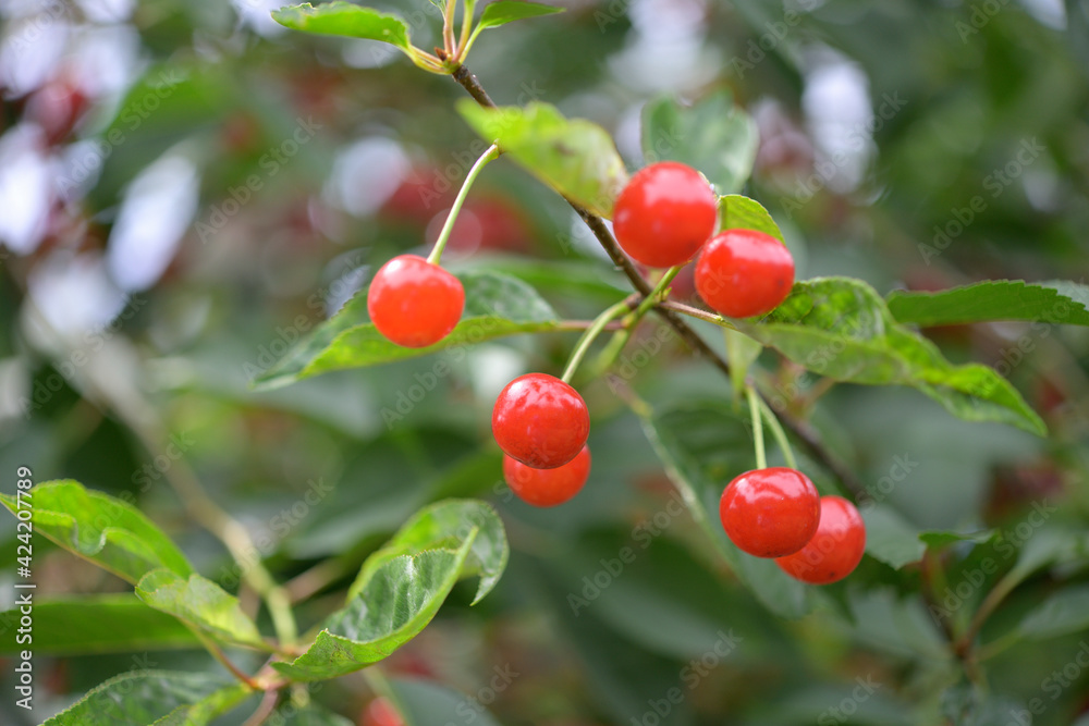 red sour cherries on a branch