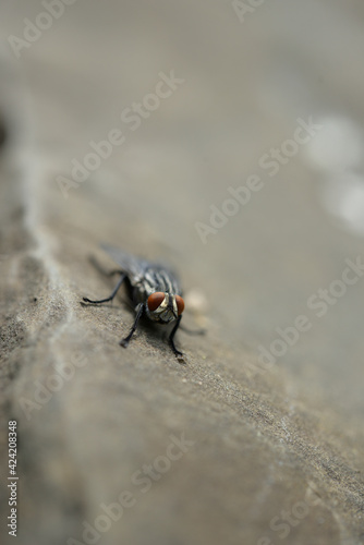 macro of a fly