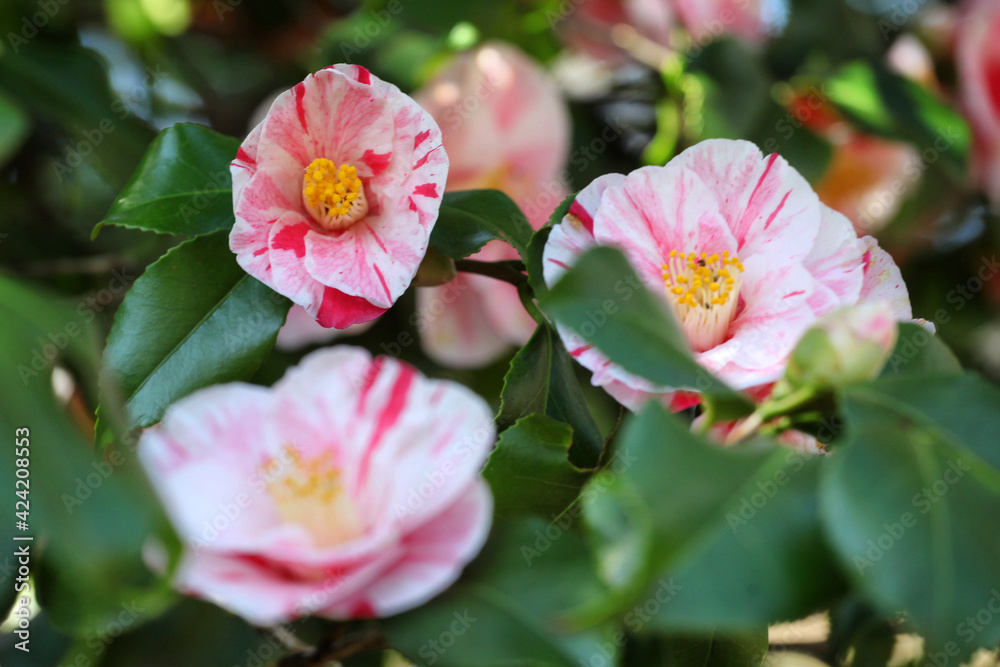 Red and white striped Camellia japonica 'Contessa Lavinia Maggi' in flower Red and white striped Camellia japonica 'Contessa Lavinia Maggi' in flower