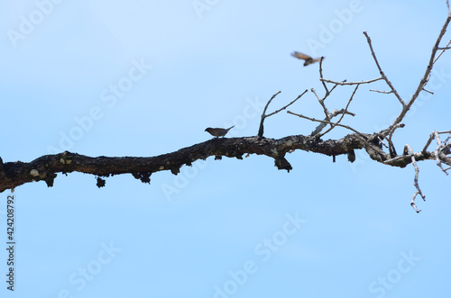 bird on a branch