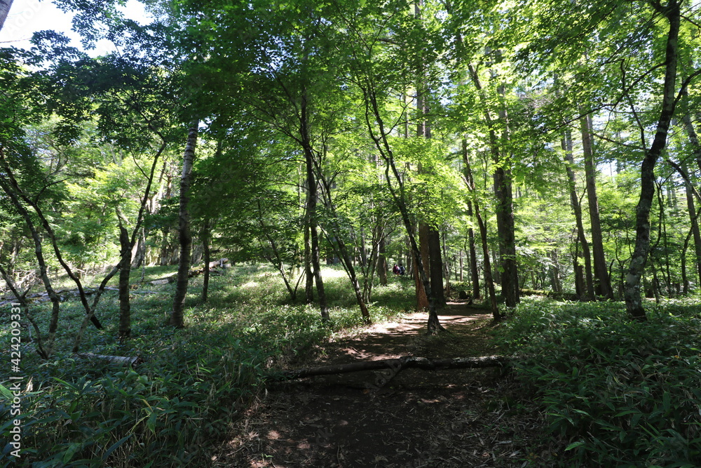 Obraz premium 山梨県の大菩薩嶺の登山