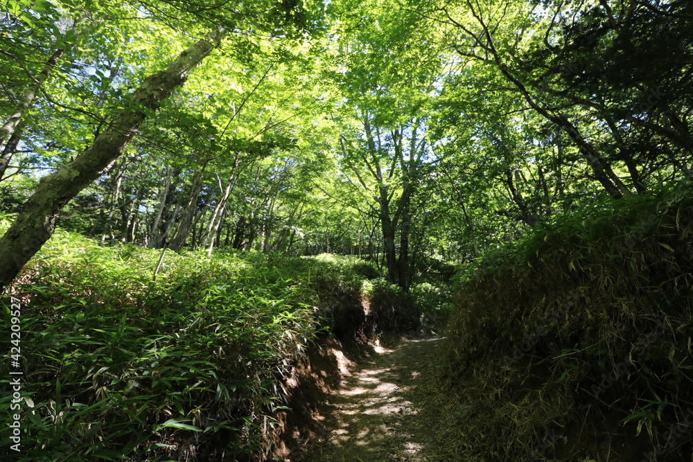 Obraz premium 山梨県の大菩薩嶺の登山