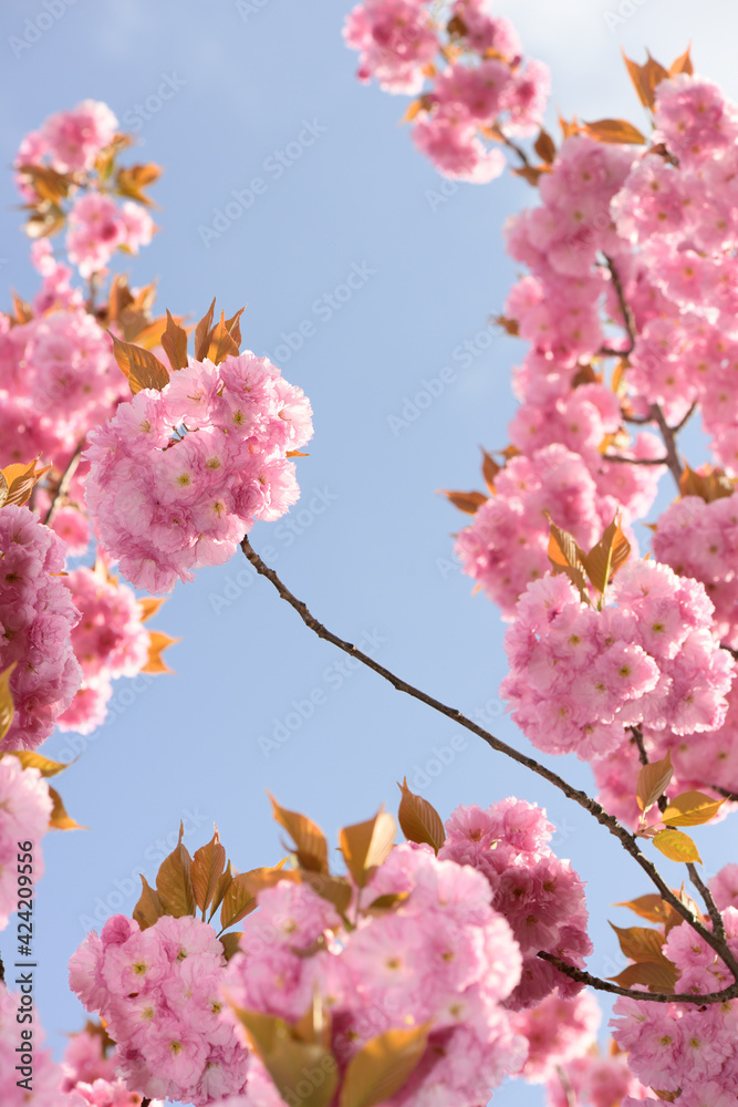 double cherry blossoms in spring, pictured from below double cherry blossoms in spring, pictured from below