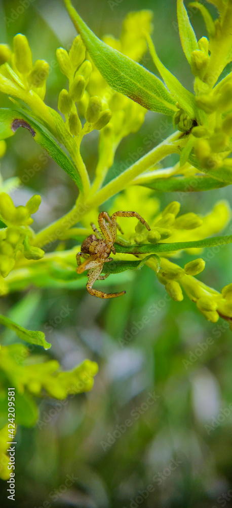 An unidentified but friendly spider found in Ontario, Canada An unidentified but friendly spider found in Ontario, Canada