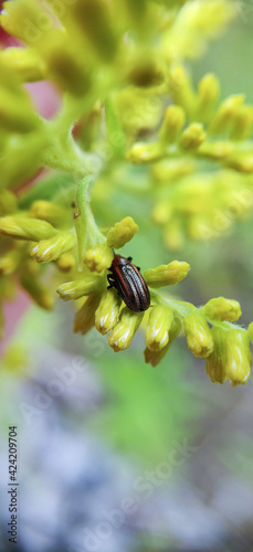 a Microrhopala Xerene Leaf Beetle on a flower in Ontario  Canada