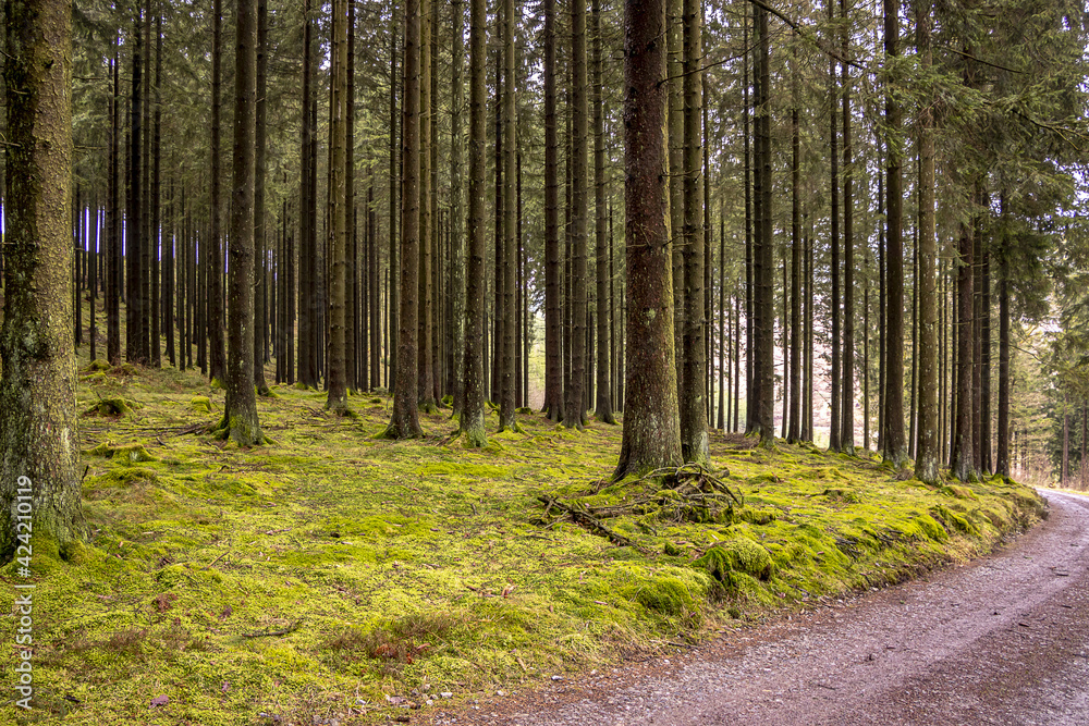 Bäume im Wald im Frühling Bäume im Wald im Frühling