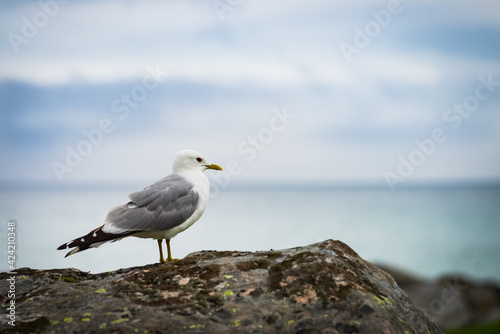 Seagull on sea fjord shore © anetlanda