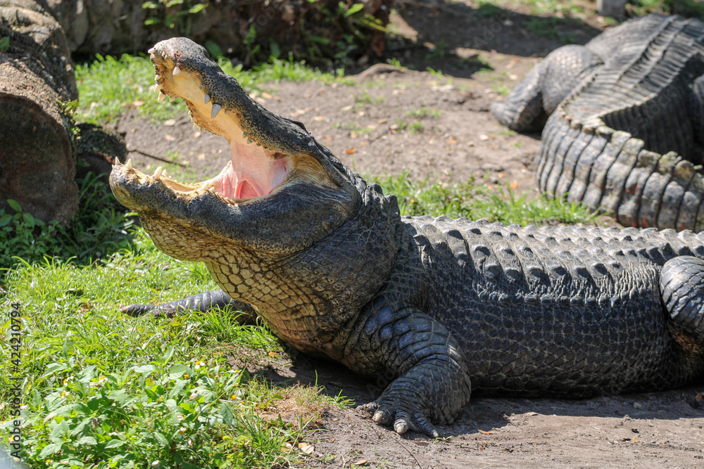 Obraz premium Alligator basking in the Florida Sun