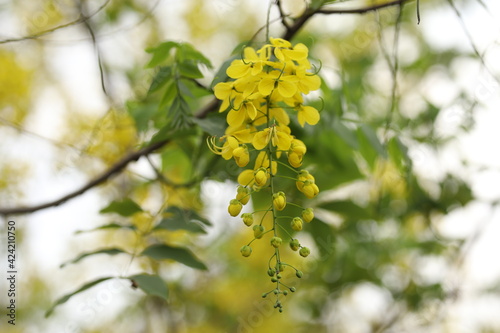 It is a popular ornamental plant and is also used in herbal medicine. It is both the national tree and national flower of Thailand. It is the state flower of Kerala in India.