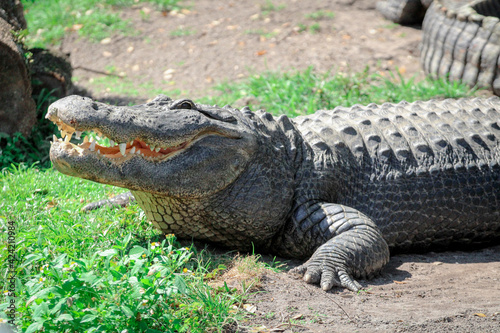Alligator basking in the Florida Sun 