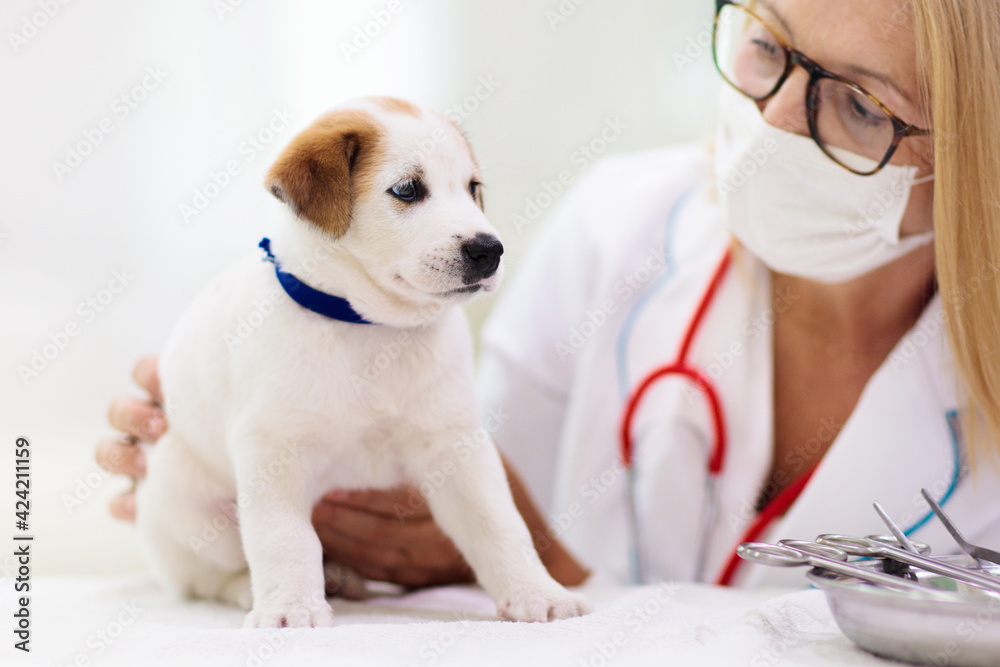 Vet examining dog. Puppy at veterinarian doctor. Vet examining dog. Puppy at veterinarian doctor.