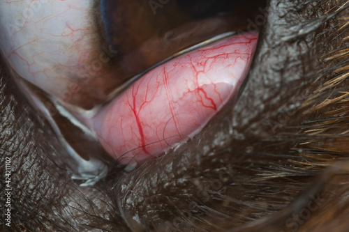 macro photo of a cherry eye vascularisation in dog