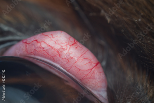 Photos macro photo of a cherry eye vascularisation in dog