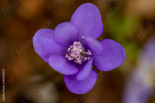 Hepatica flowers in the forest, close up 
