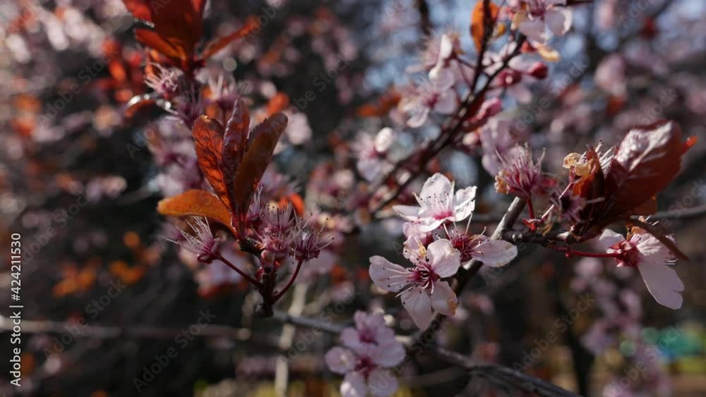 Cherry plum or Prunus cerasifera branch with pink flowers in spring bloom. Spring Flowers. Flowering in the garden trees of myrobalan plum. Nature. Close-up Cherry plum or Prunus cerasifera branch with pink flowers in spring bloom. Spring Flowers. Flowering in the garden trees of myrobalan plum. Nature. Close-up