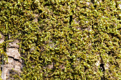 Background image of a close up of green moss covering the bark of a tree.
