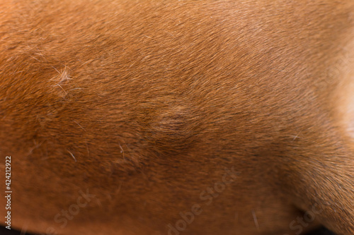close-up photo of a dog with lumps on his skin before the surgery © Todorean Gabriel