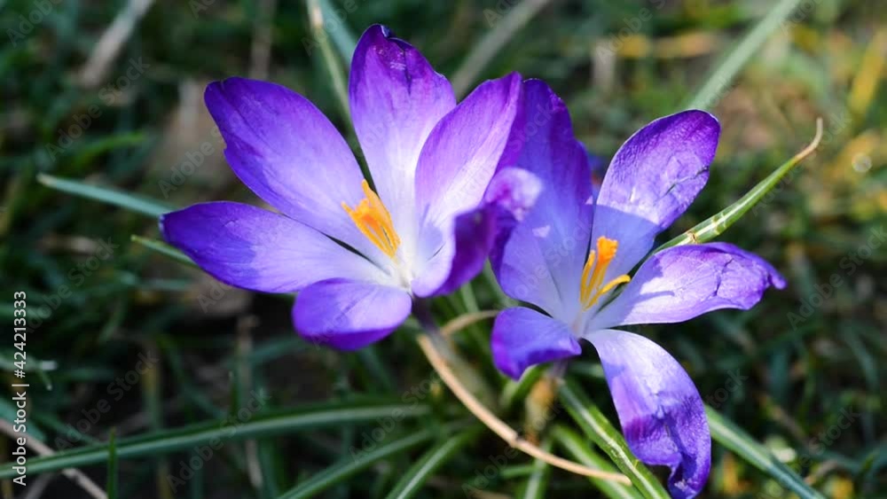 crocuses in the spring. the crocus bloomed. spring flowers in the park. beautiful purple flower crocuses in the spring. the crocus bloomed. spring flowers in the park. beautiful purple flower
