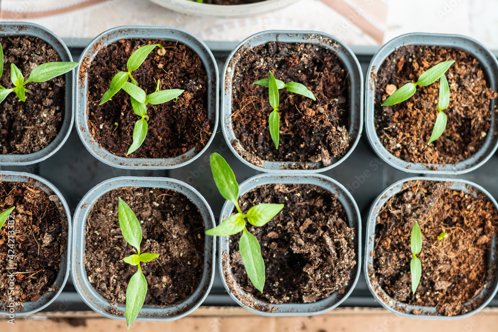 Young green tomato seedlings in a seedling tray, close-up view from above Young green tomato seedlings in a seedling tray, close-up view from above