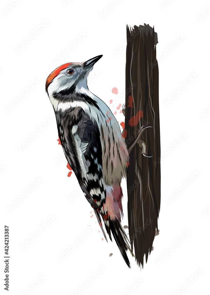 Woodpecker from a splash of watercolor, colored drawing, realistic. Vector illustration of paints - obrazy, fototapety, plakaty 