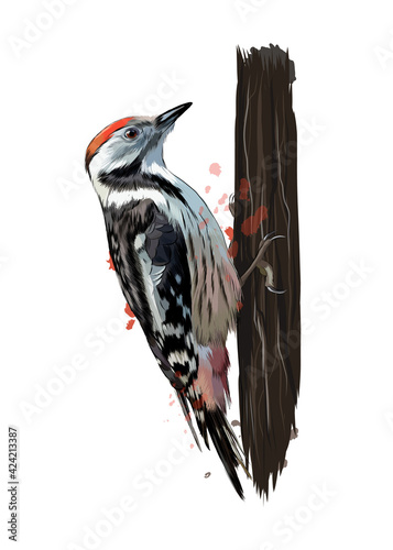 Woodpecker from a splash of watercolor, colored drawing, realistic. Vector illustration of paints