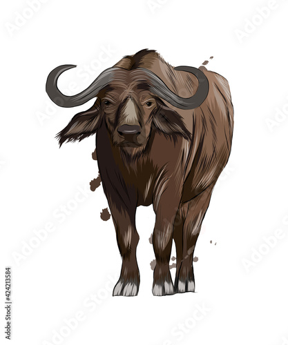 Bison, buffalo from a splash of watercolor, colored drawing, realistic. Vector illustration of paints