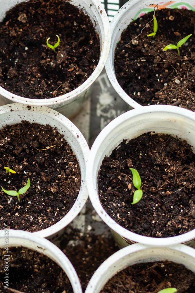 Young green tomato seedlings in a seedling tray, close-up view from above Young green tomato seedlings in a seedling tray, close-up view from above