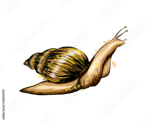 Garden snail from a splash of watercolor, colored drawing, realistic. Achatina giant. Vector illustration of paints