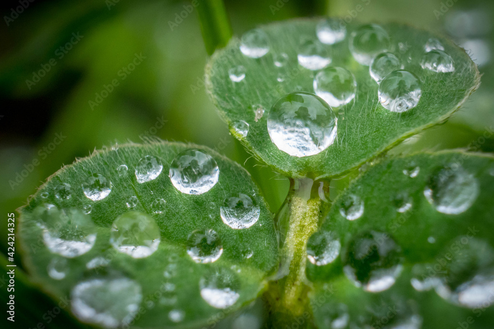 Green grass leaf close up with rain drops. High quality photo Green grass leaf close up with rain drops. High quality photo