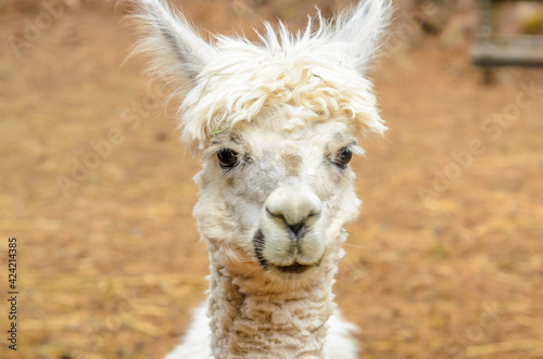 Portrait of an alpaca on farm. © karamysh