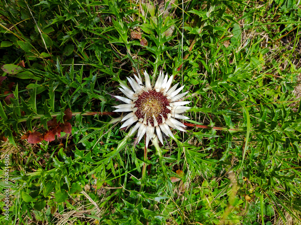 Top view on a Carlina acaulis silver thistle spotted in Europe Top view on a Carlina acaulis silver thistle spotted in Europe