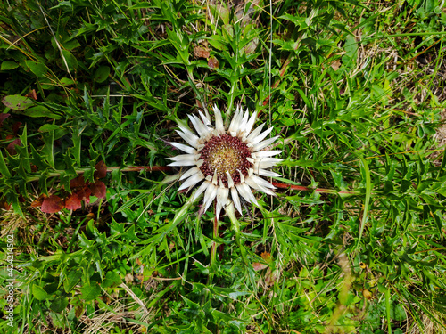 Top view on a Carlina acaulis silver thistle spotted in Europe