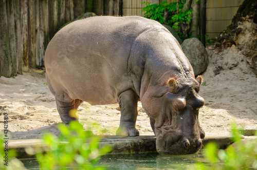 Adult hippopotamus in the zoo near the water