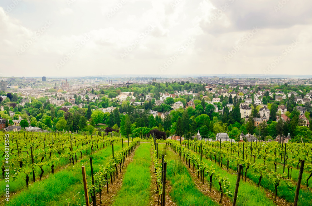 Vineyard on a hill in Germany with panoramic city views