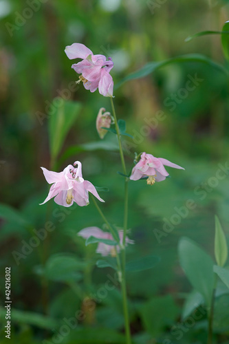 spring flower